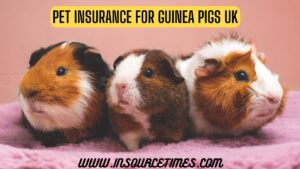Read more about the article The Pet Insurance for Guinea Pigs UK Secrets You Never Knew