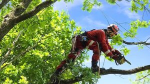 Read more about the article Tree Surgeon Insurance UK