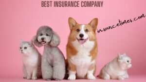 Read more about the article The Best Pet Insurance Companies Of Today