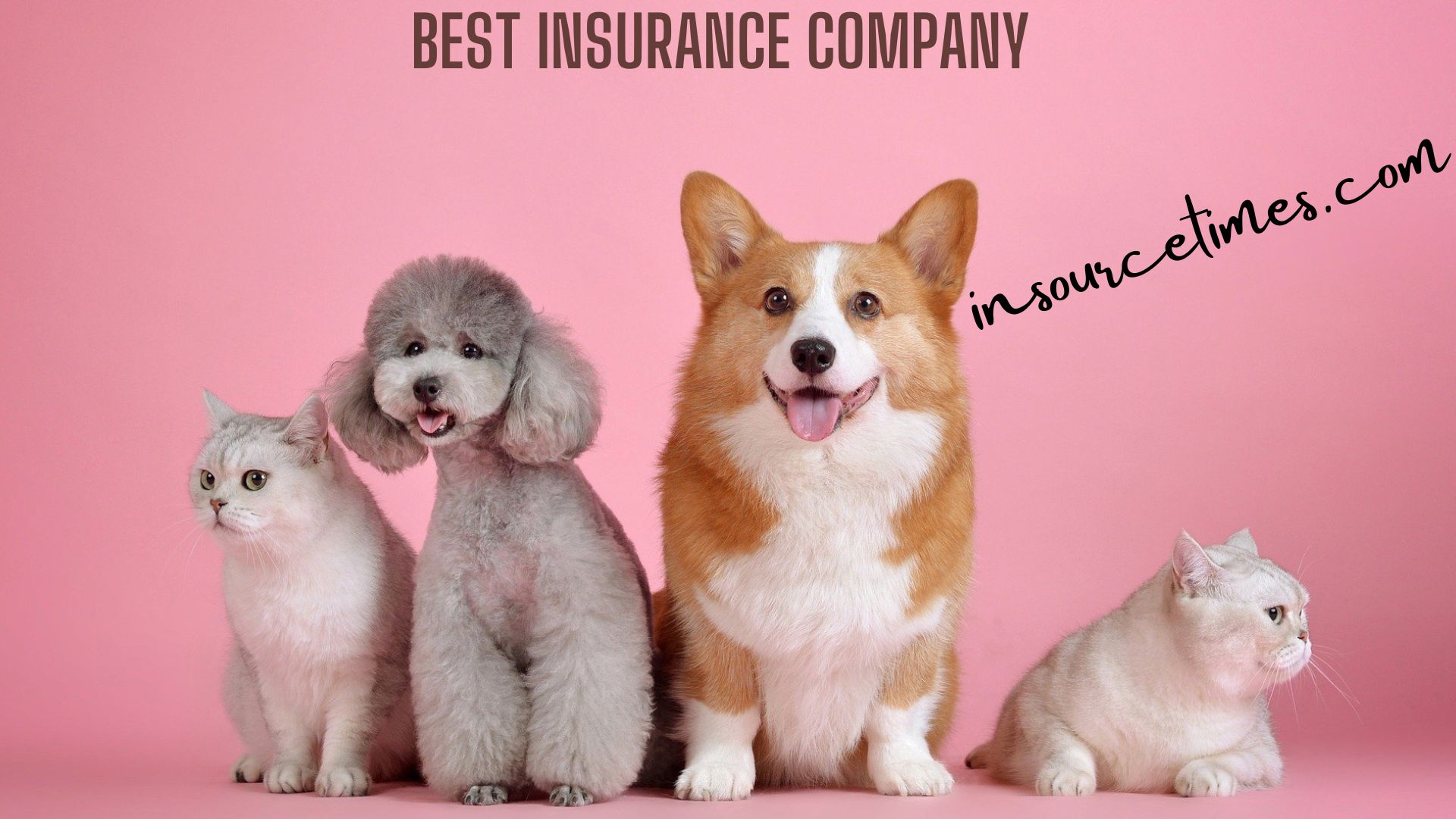 You are currently viewing The Best Pet Insurance Companies Of Today